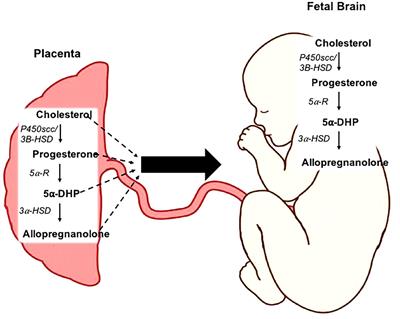 Reduced Neurosteroid Exposure Following Preterm Birth and Its’ Contribution to Neurological Impairment: A Novel Avenue for Preventative Therapies